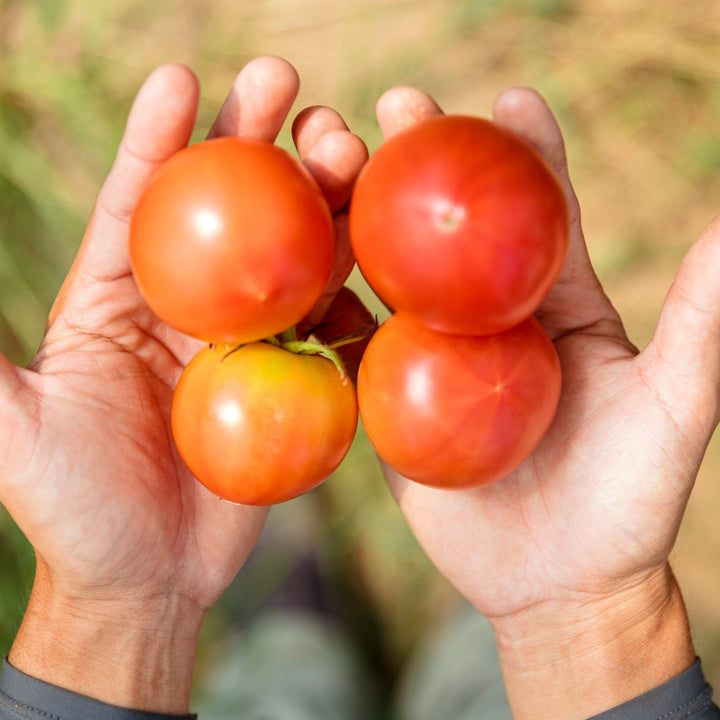 京丹後産のトマト